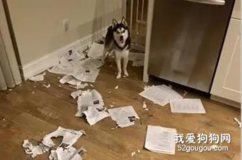 老师晒出家里二哈的照片，并道歉：对不起同学们，它吃了全班的作业，同学们看完笑开了花！