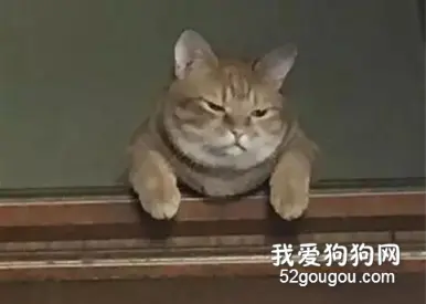 主人晚了回家喂猫，一进门就感受到事态严重…