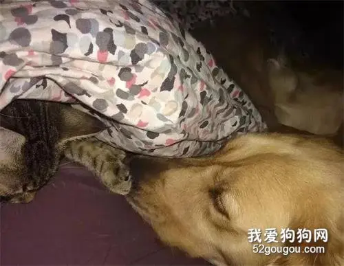 大金毛领养了一只猫？回家看到多了只猫，铲屎官都愣了！