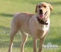 如何挑选母种犬？