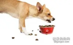 狗狗护食怎样调教 主人要注意建立等级制度
