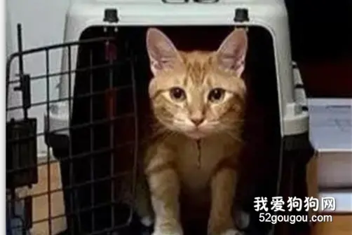 这只橘猫蹲在笼子里卖萌，没想手机亮度调亮以后才发现它是一只橘胖！