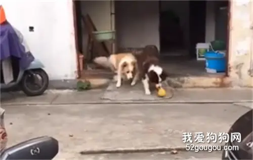 狗狗的快乐真的很简单，也太会自娱自乐了吧！