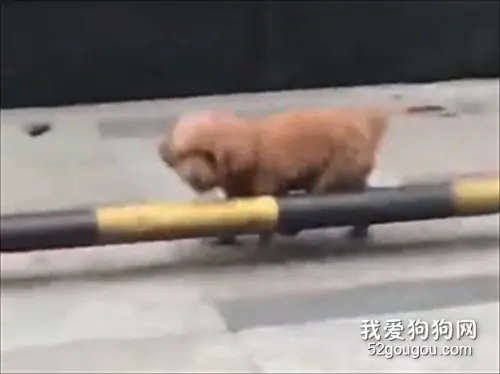 大概是我看到过最蛇皮走位的泰迪了
