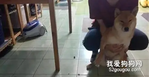 柴犬趁主人不在家，把地板都给掀开了，主人：你是挖掘机？