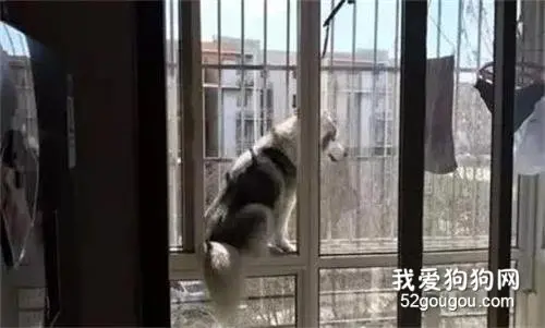 哈士奇变得很安静，主人带去医院一看，居然是得了抑郁症！太可怕！