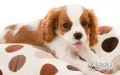 母犬为什么会产后拉稀?