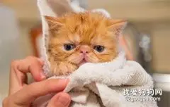 养小奶猫需要准备什么?