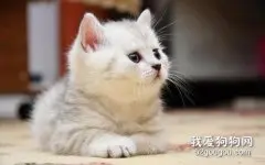 怎么撸猫 你知道猫咪的禁区吗？