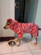 给狗子买了件衣服被发错颜色，穿上后越看越饿...