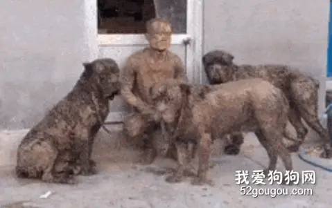 男主带着三只狗子遛弯，回家后莫名多出四尊雕像？