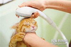怎么让猫不抗拒洗澡?