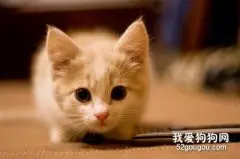 没满月的小奶猫咋养?