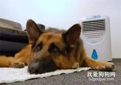 狗狗夏日降暑小妙招