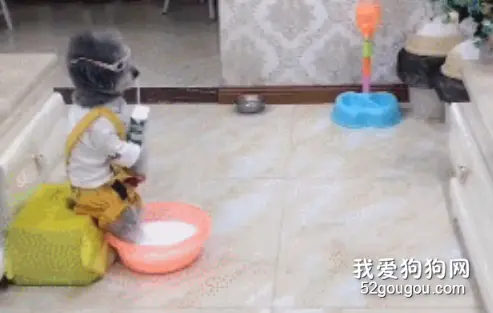 狗子泡脚用牛奶，还得一本正经的看着电视…