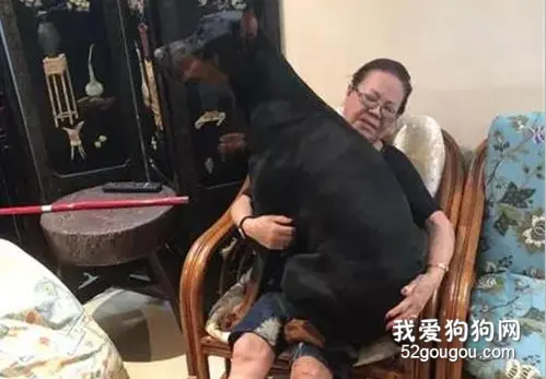 90斤的杜宾向奶奶讨抱抱，网友看呆了：请问奶奶还好吗？