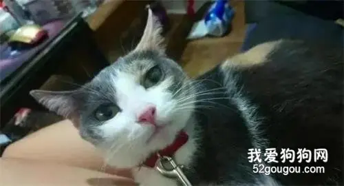 猫咪爱偷袜子，战利品堆电锅角落让主人傻眼：到底都去哪偷的？