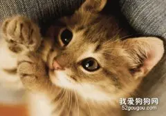 猫咪便秘怎么治疗?