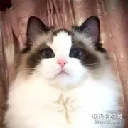 猫多大才能吃化毛膏 化毛膏和猫草哪个更好呢?