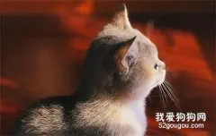 怎么知道猫喜欢不喜欢自己?