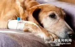 狗狗流黄鼻涕是为什么 可能是犬瘟中期