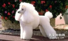 如何选购贵宾犬 选购贵宾犬要注意什么?