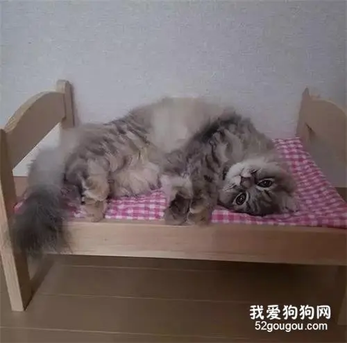 主人以为猫咪生病了，赶快带去看医生，结果现实让她好奔溃！