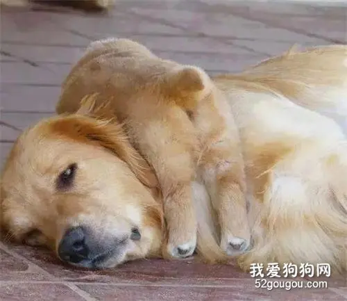 生娃一时爽，奶娃火葬场...狗妈妈是真后悔了！