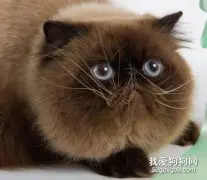 如何预防猫得肠胃炎 猫咪的饮食健康很重要