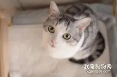 猫中毒了什么症状 猫咪中毒该如何急救