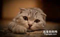 猫咪白内障的病因与治疗方法