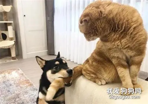 柴犬咬住猫咪尾巴还一脸无辜，网友：这只狗狗还活着吗？