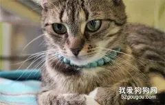 猫咪姿势解读 不同姿势代表不同的心情