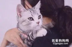 如何让猫咪把你当主人 这四步主人要知道