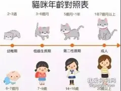 养猫知识大全 新手看这篇就够了