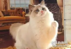 治疗猫藓容易吗？