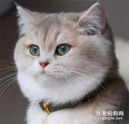 猫球虫病的症状与治疗