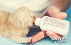 猫咪下崽了喝什么奶粉有营养?