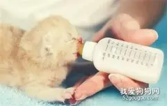 猫咪下崽了喝什么奶粉有营养?