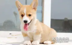 柯基犬怎么看品相?