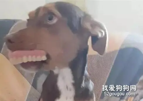 带狗砸去了趟奶奶家，结果奶奶的假牙就丢了，再看到狗狗时...