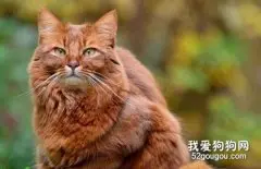 索马里猫性格怎么样?