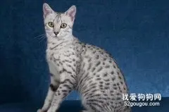 埃及猫性格特点是什么?