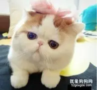 加菲猫怎么看品相？