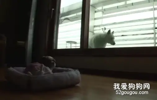 痴汉狗狗每天望着“女神”发呆，但最后……原来是个大猪蹄子！