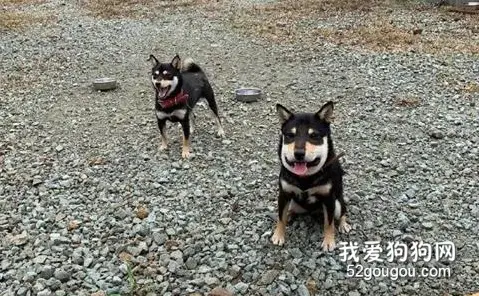 网友晒家里两只黑柴，看清第二只的长相后，网友笑喷了...