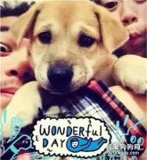 黄金猎犬的串串狗，本以为长大会很霸气，结果像柯基......