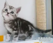 银虎斑猫怎么看品相?