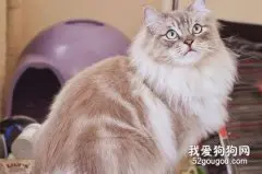 褴褛猫性格如何?