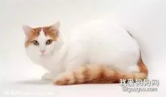 土耳其梵猫特征有哪些?